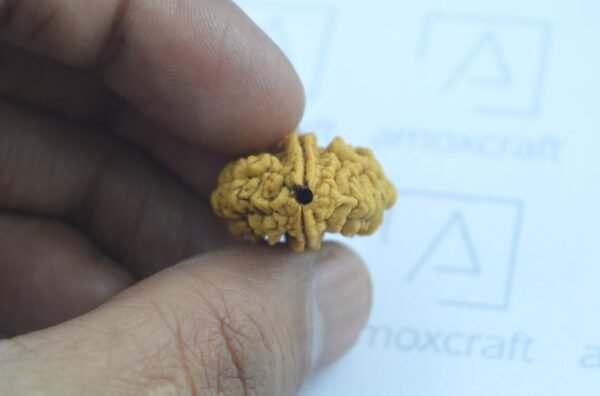 Natural & Certified 1, 2, 3 Mukhi/Face Rudraksha Loose Bead/Pendant - Image 4