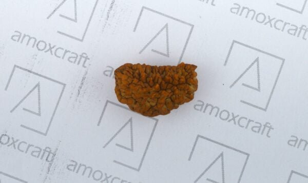 Natural & Certified 1, 2, 3 Mukhi/Face Rudraksha Loose Bead/Pendant - Image 5