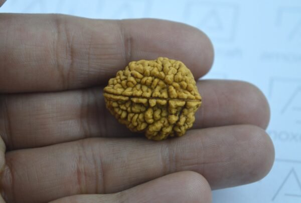 Natural & Certified 1, 2, 3 Mukhi/Face Rudraksha Loose Bead/Pendant - Image 6