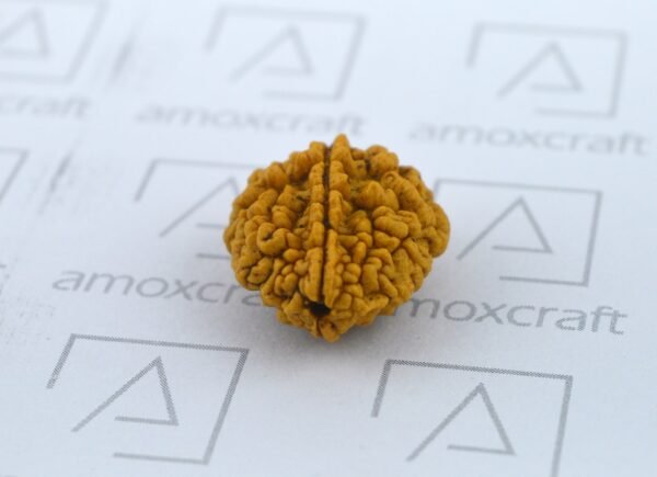 Natural & Certified 1, 2, 3 Mukhi/Face Rudraksha Loose Bead/Pendant - Image 7