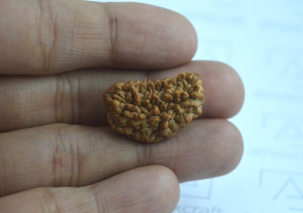Natural & Certified 1, 2, 3 Mukhi/Face Rudraksha Loose Bead/Pendant - Image 8