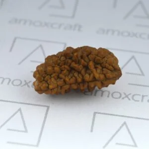Natural & Certified 1, 2, 3 Mukhi/Face Rudraksha Loose Bead/Pendant