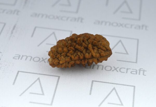 Natural & Certified 1, 2, 3 Mukhi/Face Rudraksha Loose Bead/Pendant