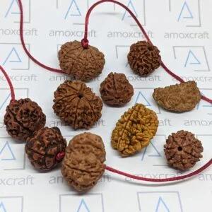 Certified 1 | 2 | 3 | 4 | 5 | 6 | 7 | 8 | 9 Mukhi Rudraksha Vedic Astrology